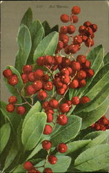 Red Berries Flowers Postcard Postcard