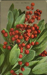 Red Berries Postcard