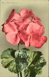 Pink Geranium Flowers Postcard Postcard