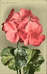 Pink Geranium Postcard