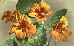Nasturtium Postcard
