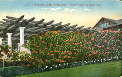 Ponsettia Hedge In Blossom Flowers Postcard Postcard