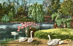 Swans At Eastlake Park Postcard