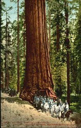 Big Tree Wawona California Postcard Postcard