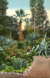 A Cactus Garden In California, Eastlake Park Postcard