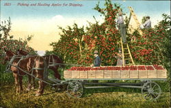 Picking And Hauling Apples For Shipping Postcard