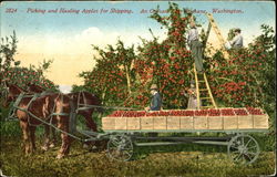 Picking And Hauling Apples For Shipping Postcard