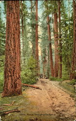 Road Through A Fir Forest Postcard