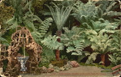 Tree Ferns, Golden Gate Park San Francisco, CA Postcard Postcard