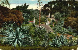 Cactus Garden, Golden Gate Park Postcard
