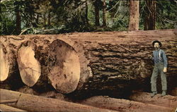 Giant Fir Logs Ready for the Mill Postcard