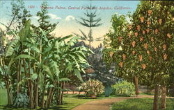 Banana Palms, Central Park Postcard
