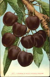 A Cluster Of Black Tartarian Cherries Fruit Postcard Postcard