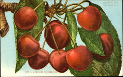 A Cluster Of Cherries Postcard
