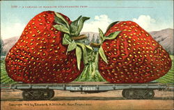 A California Of Mammoth Strawberries Postcard
