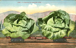 A Carload Of Cabbages Postcard