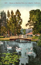 Swans At Eastlake Park Los Angeles, CA Postcard Postcard