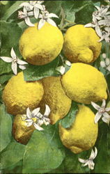 California Lemon Postcard