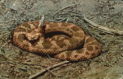 Rattlesnake Ready To Strike Postcard