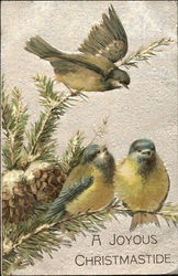 Three Birds Perch On Pine Branches Postcard