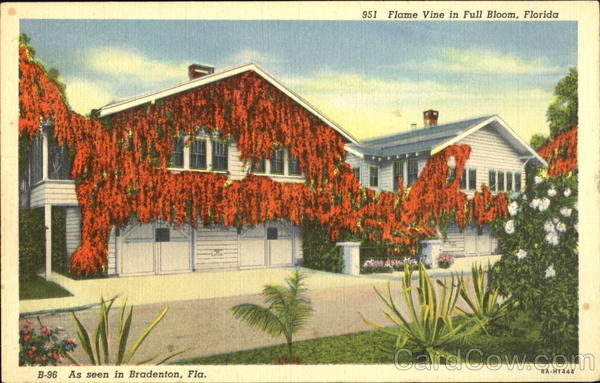 Flame Vine In Full Bloom Bradenton Florida