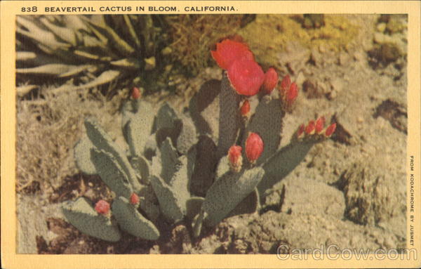 Beavertail Cactus In Bloom California
