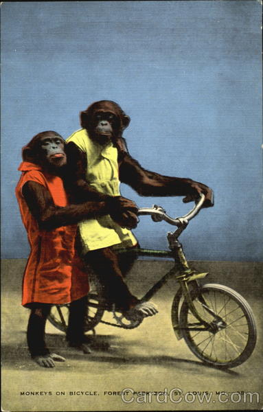 Monkeys On Bicycle, Forest Park Zoo St. Louis Missouri