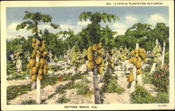 A Papaya Plantation In Florida Postcard