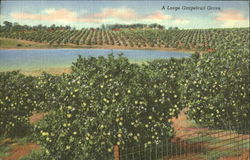 A Large Grapefruit Grove Postcard