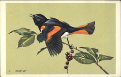 Redstart Birds Postcard Postcard