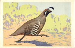 California Quail (Lophortyz californica) Postcard