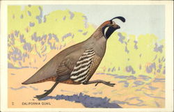 California Quail (Lophortyz californica) Birds Postcard Postcard