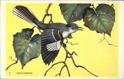 Mockingbird Birds Postcard Postcard