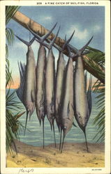 A Fine Catch Of Sil-Fish Postcard