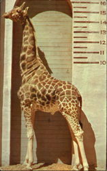 Uganda Giraffe Postcard