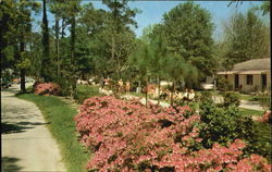 Sea Gull Court Postcard