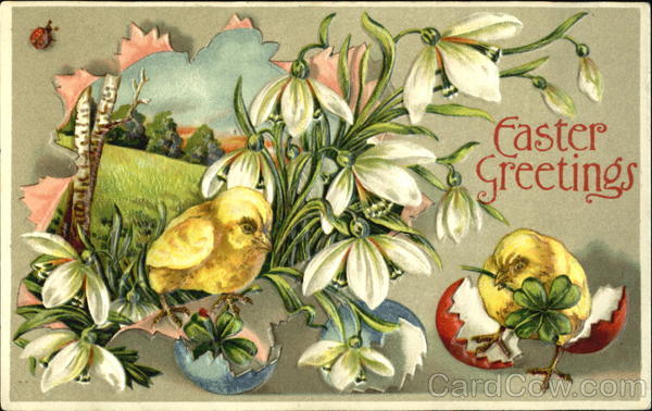Chicks with White Flowers With Chicks