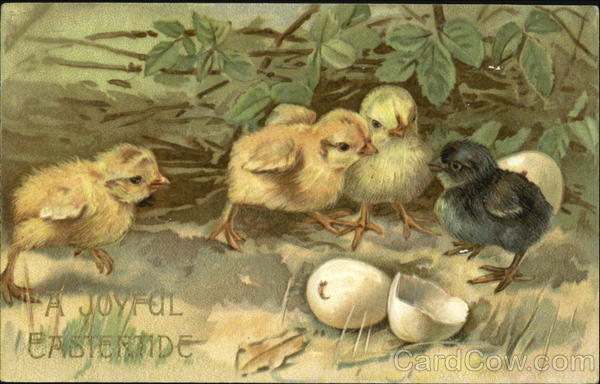 Three yellow chicks and one black chick With Chicks