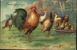 Roosters, hens and chicks in yard Postcard