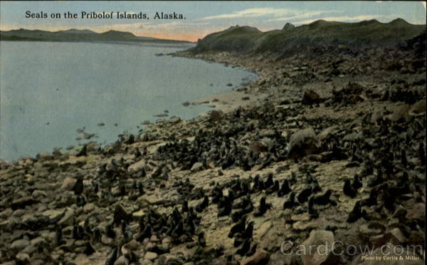 Seals on the Pribilof Islands, Alaska