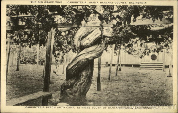 The Big Grape Vine, Santa Barbara County Carpinteria California