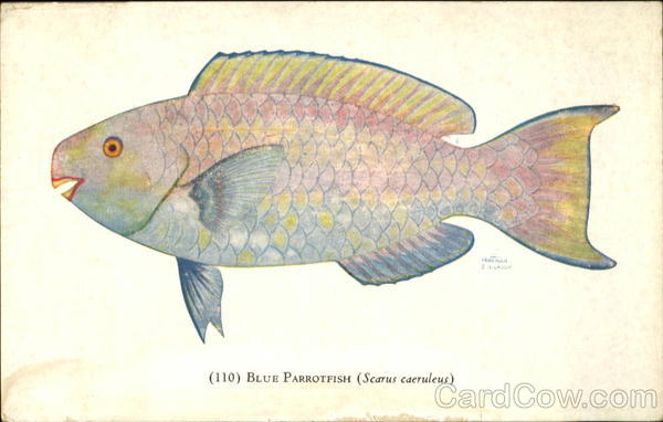 Blue ParrotFish