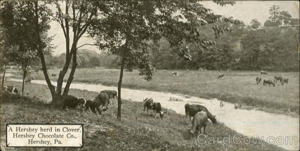 A Hershey herd in Clover Pennsylvania