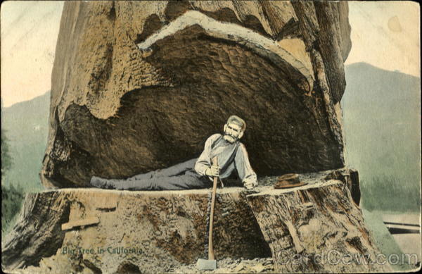 Big Tree in California