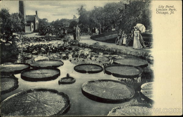 Lily Pond, Lincoln Park Chicago Illinois