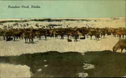 Reindeer Herd Postcard