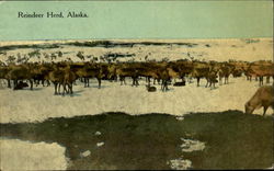 Reindeer Herd Alaska Postcard Postcard