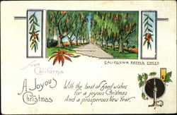 California Pepper Trees Postcard