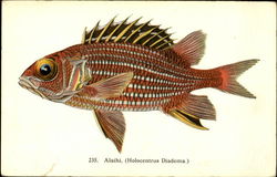 235. Alaihi, (Holocentrus Diadema.) Fish Postcard Postcard