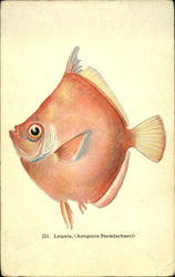 Laipala, (Antigonia Steindachneri) Laipala, (Antigonia Steindachneri)
